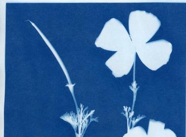 cianotype