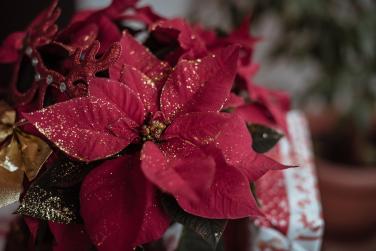 fleur noel©pixabay