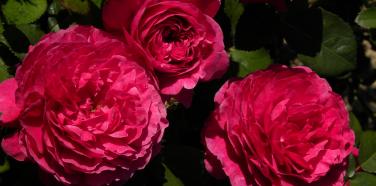 FMA_ermenouville_rose allongé©kayali-2020